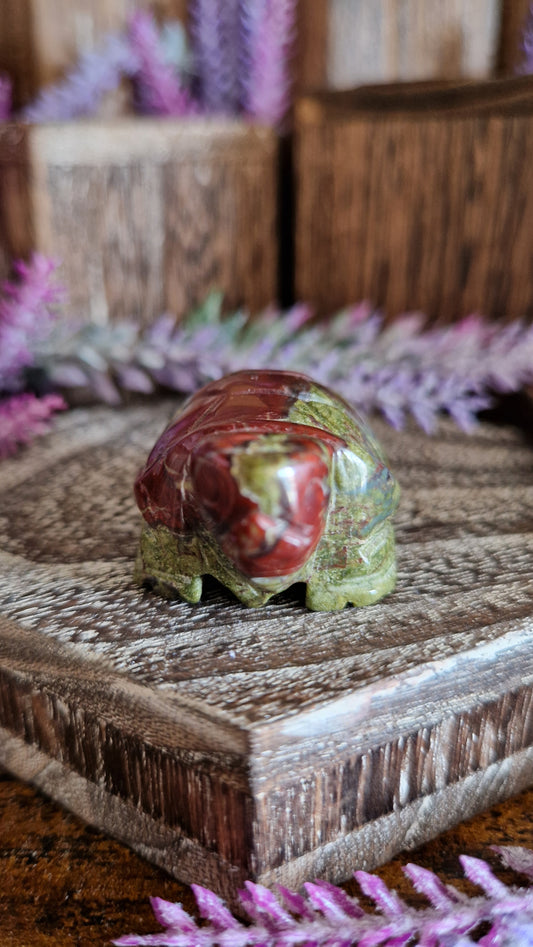 Dragon's Blood Turtle