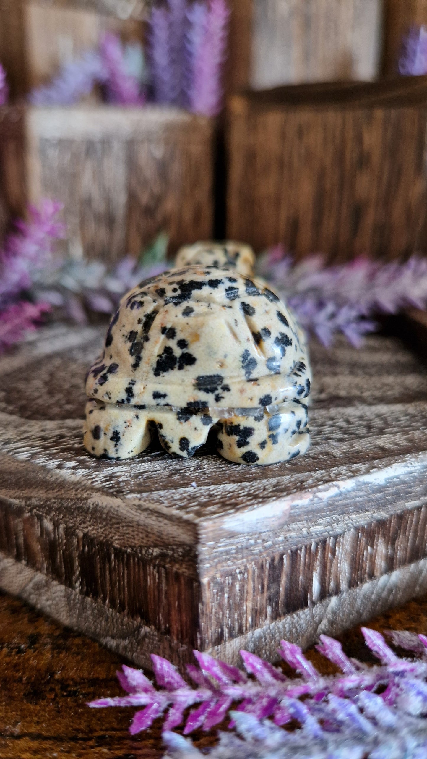 Dalmatian Jasper Turtle