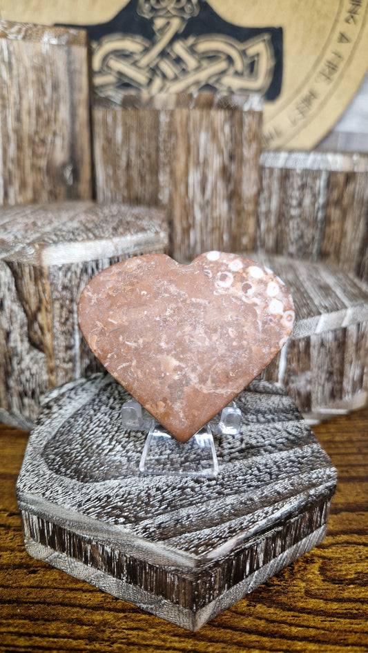 Fossilized Coral Heart - 53