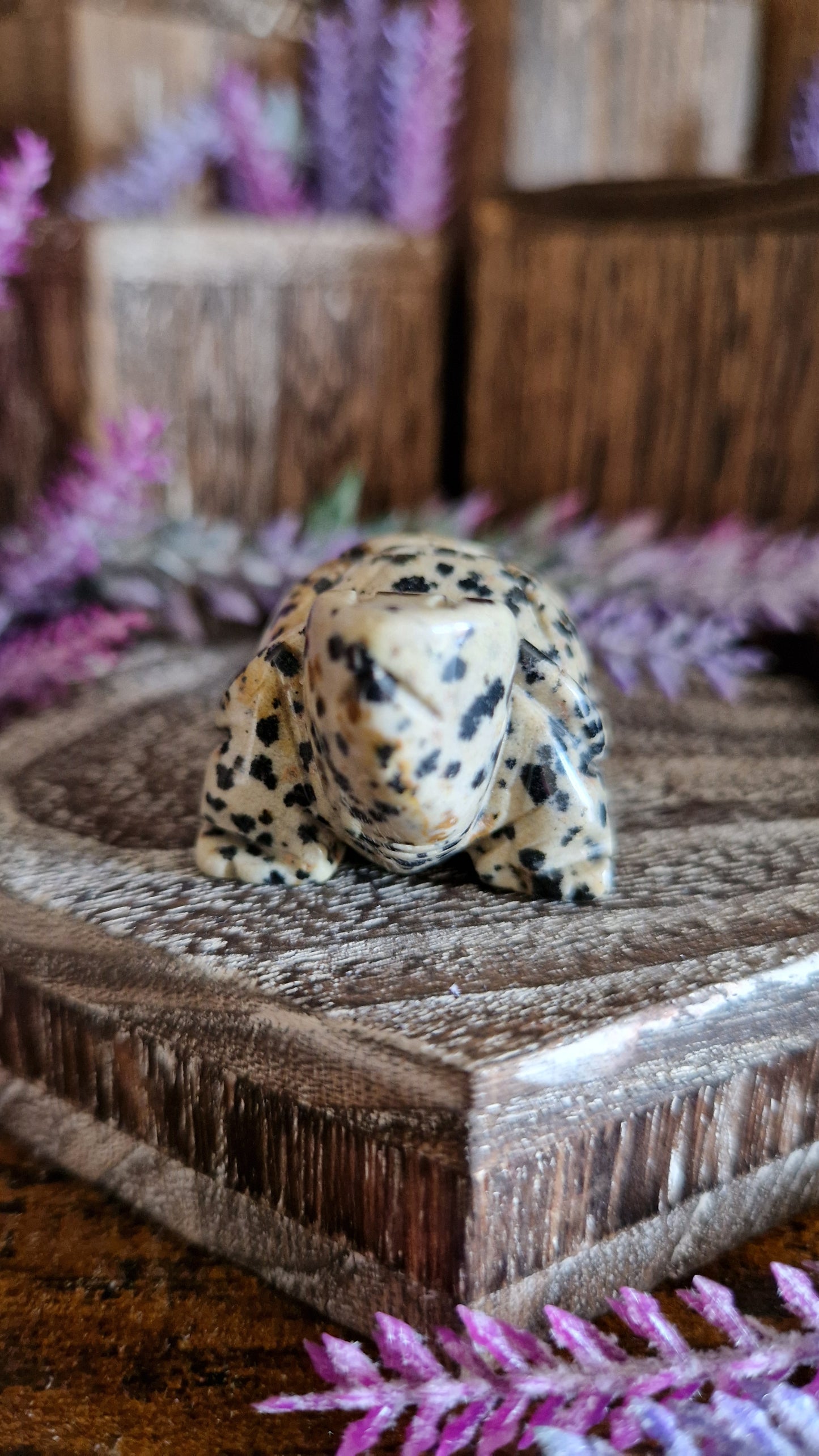 Dalmatian Jasper Turtle