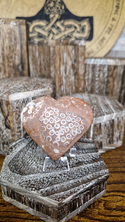 Fossilized Coral Heart - 53