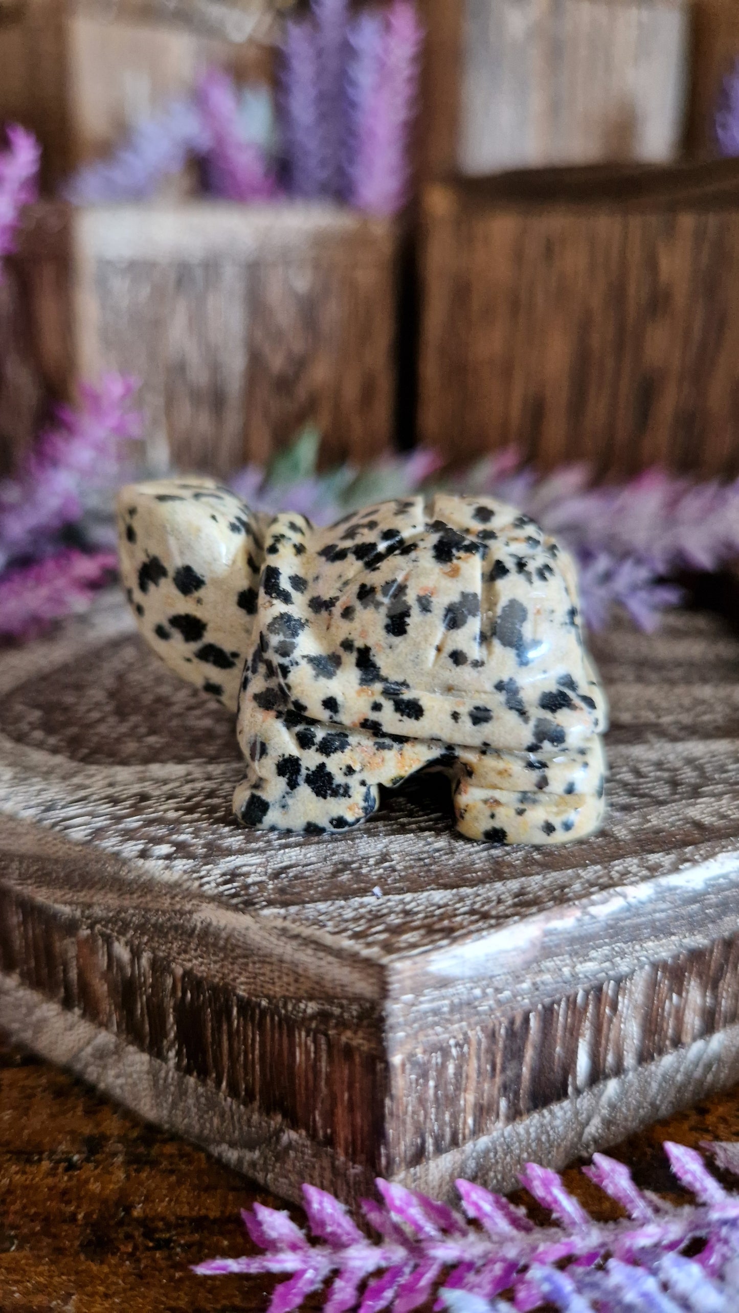 Dalmatian Jasper Turtle